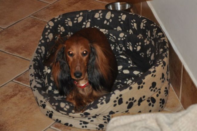 Jamnik d�ugow�osy